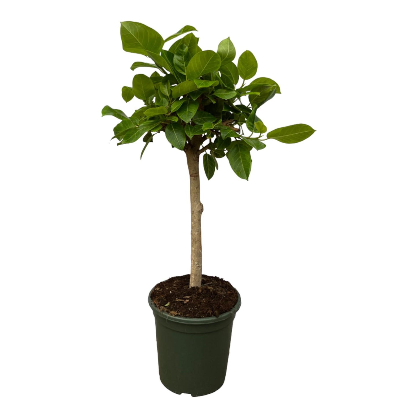 Ficus Altissimo variegata Stem - Height 120 cm - Pot size 33cm