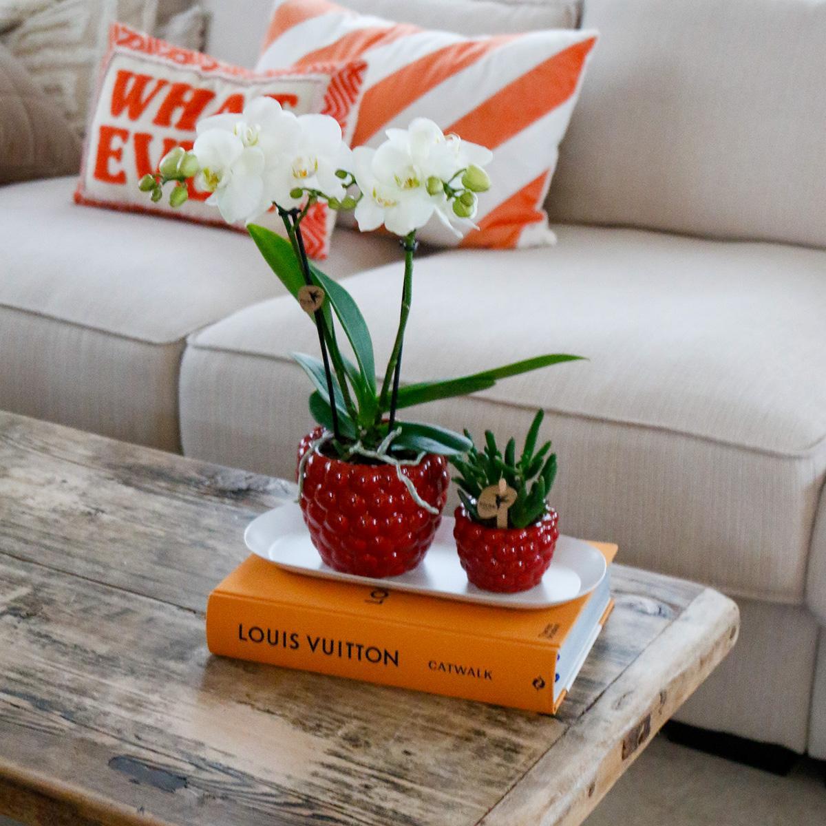 Plant Set Optimism Small - Green Plants + White Orchid in Optimism Pots + White Tray