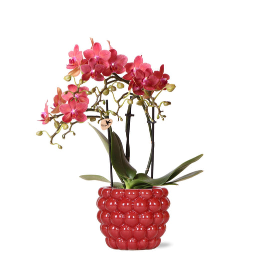 Red Orchid – Congo + Berry Decorative Pot – Pot Size 9cm – 40cm
