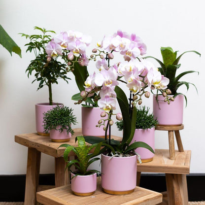 Pink Orchid – Andorra + Gold Foot Pink Pot – Pot Size 9cm – 35cm