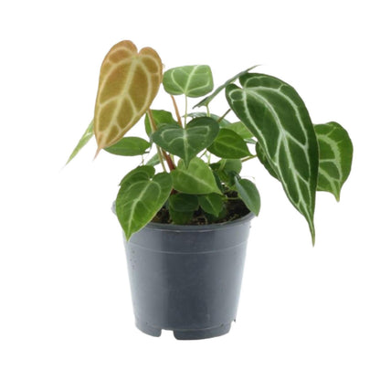Groene mix 3 planten - 35 cm - Potmaat 12 cm - Monstera obliqua 'Monkey Leaf' + Philodendron Brandtianum + Anthurium Chrystallium