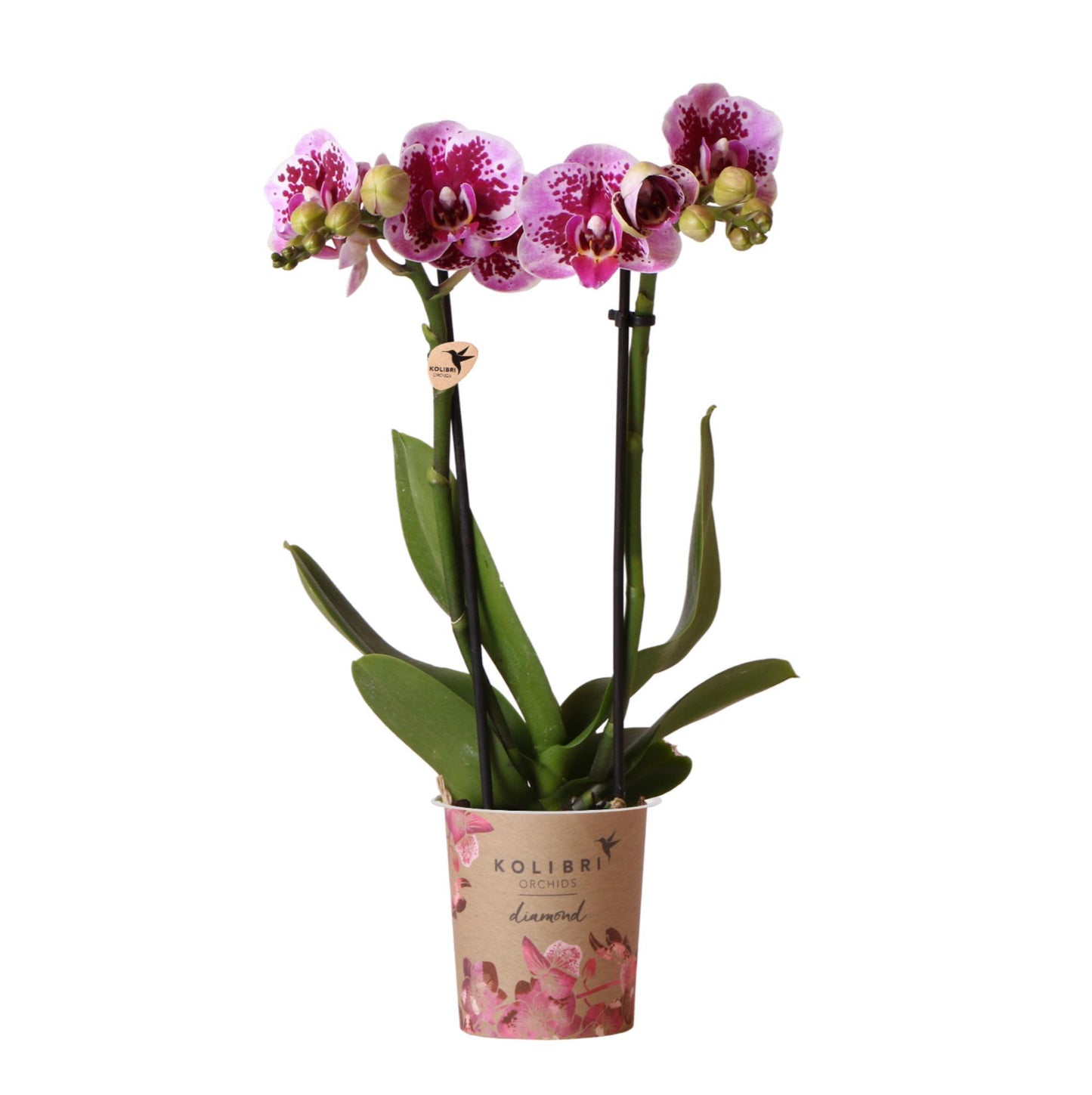 Pink Purple Orchid - El Salvador - pot size 9cm