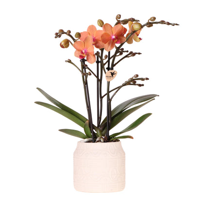 Orange Orchid Bolzano + Hieroglyph Off-White Decorative Pot - Pot Size 9cm
