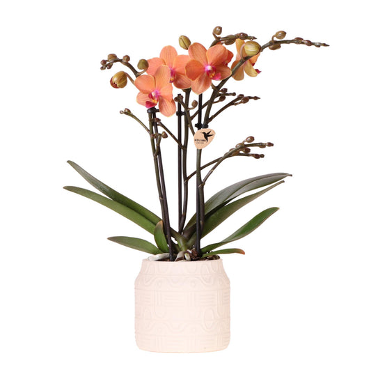 Orange Orchid Bolzano + Hieroglyph Off-White Decorative Pot - Pot Size 9cm