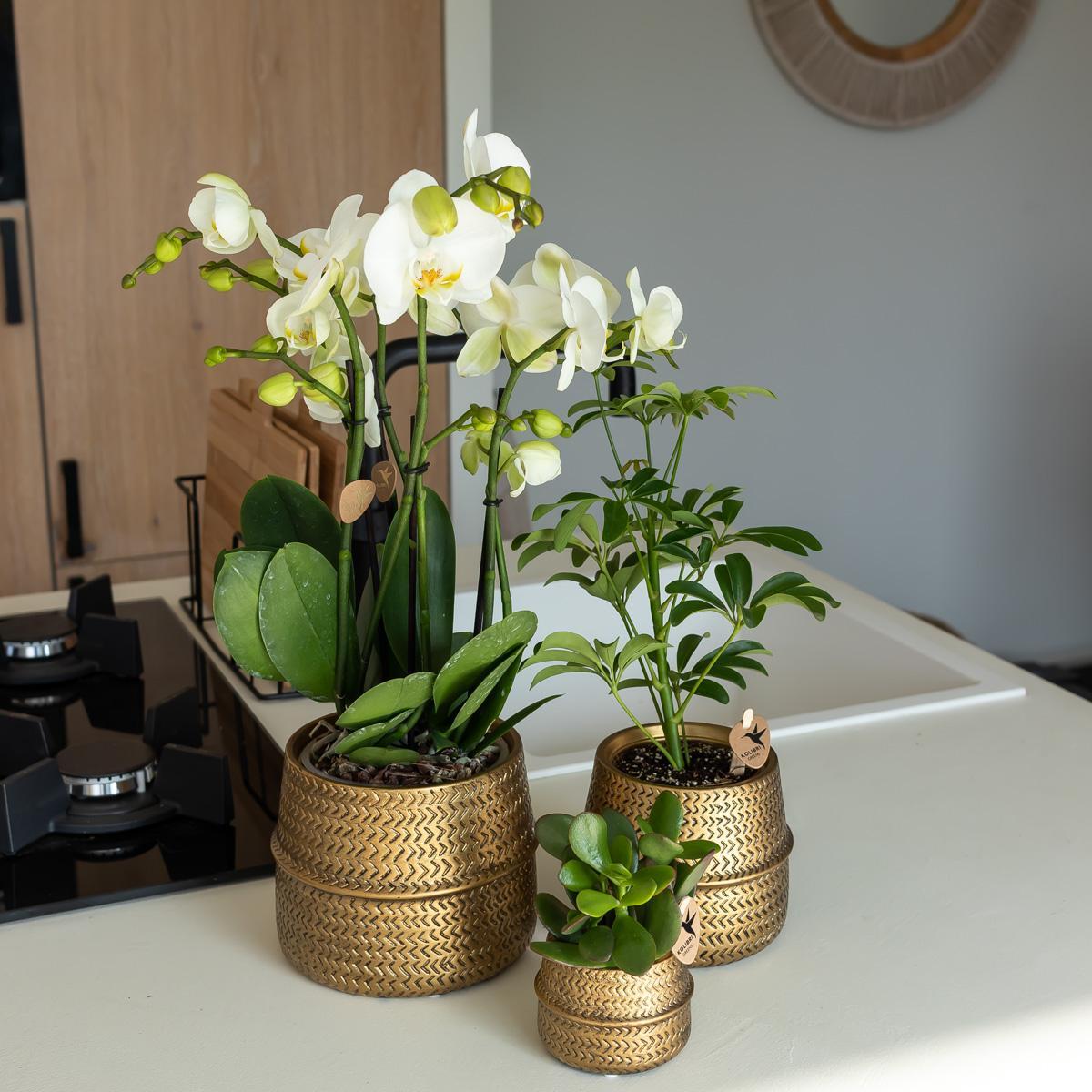 Orange Orchid in Gold Groove Pot - 12cm