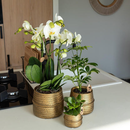 Orange Orchid in Gold Groove Pot - 12cm