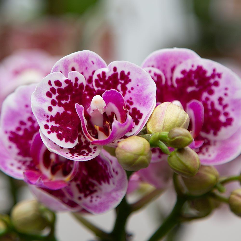 Pink Purple Orchid - El Salvador - pot size 9cm