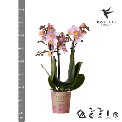Pink Orchids- Andorra - pot size 9cm