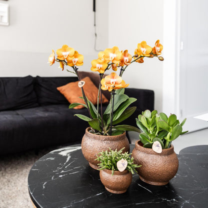 COMBI DEAL van 4 Orchideeën - Las Vegas - Potmaat 12cm