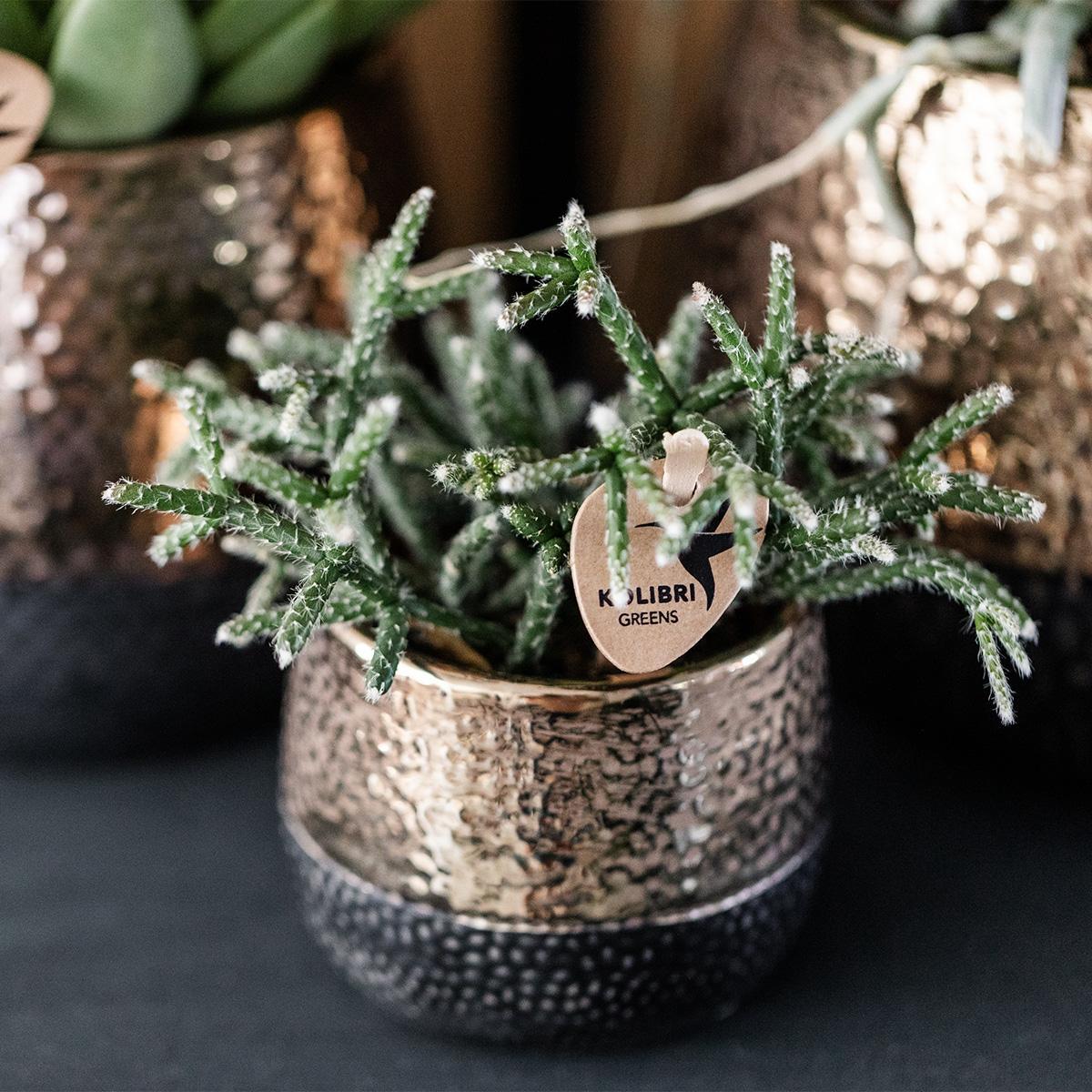 Elite Copper Ceramic Pot - Size 6cm