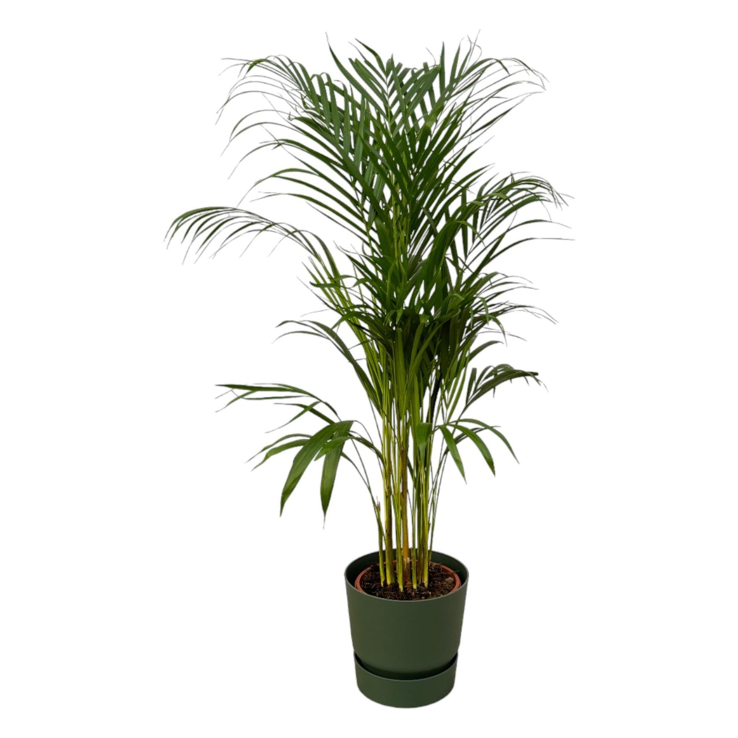 Palmera areca - Altura 110 cm - Incluye maceta redonda Elho Greenville - Verde D24xH23