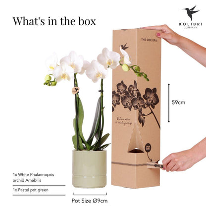 Witte Orchidee - Amabilis + Pastel pot groen - potmaat 9cm