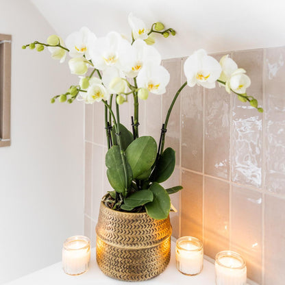 Witte Jewel Ghent Orchid in Gold Groove Pot - Potmaat 12cm