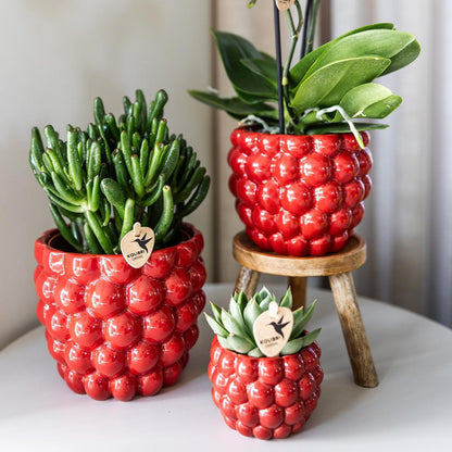 Red Orchid – Congo + Berry Decorative Pot – Pot Size 9cm – 40cm
