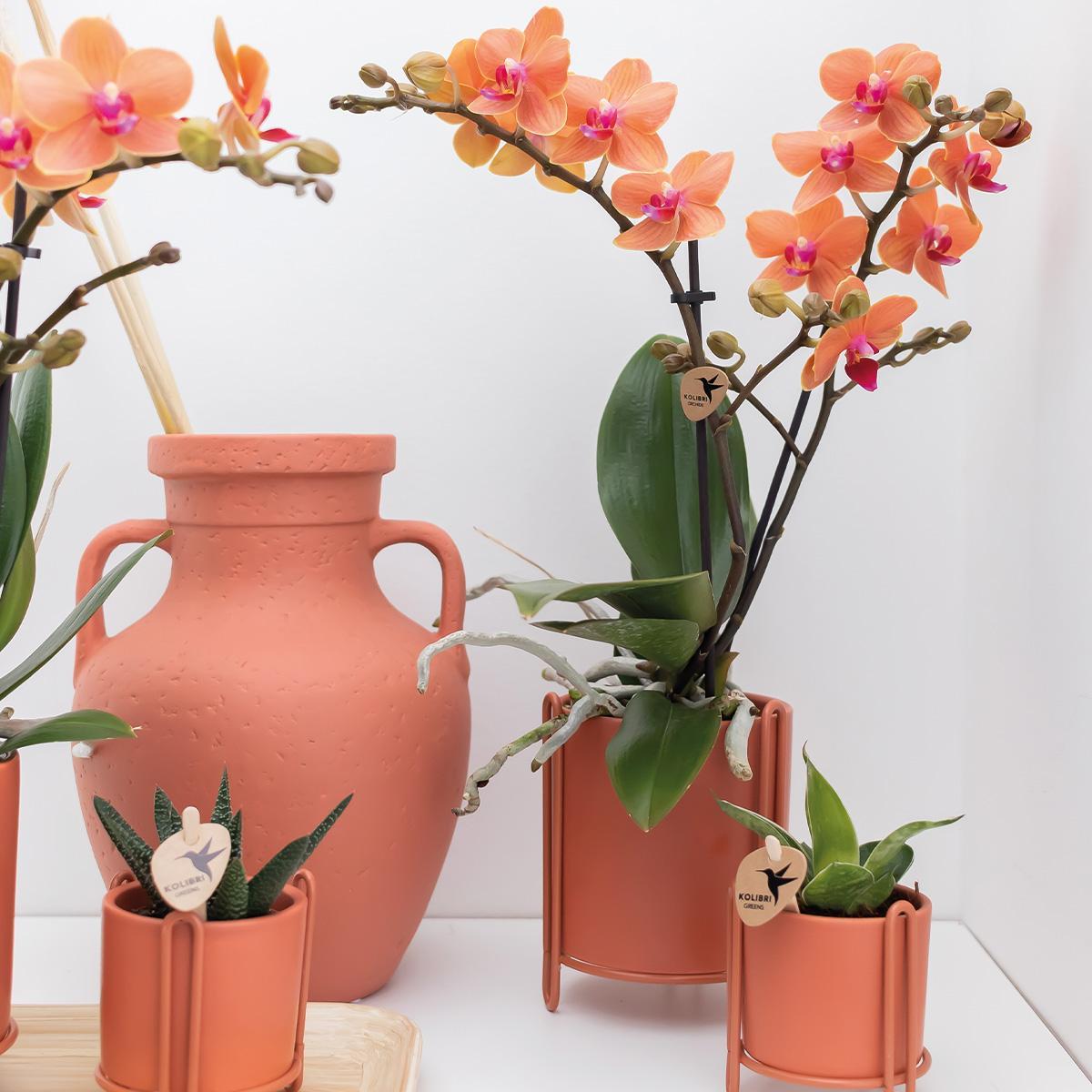 Orange Orchid Bolzano - pot size 9cm