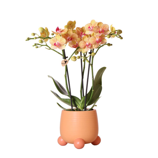 Orange Orchid – Rolling Peach Pot – Size 9cm – 35cm