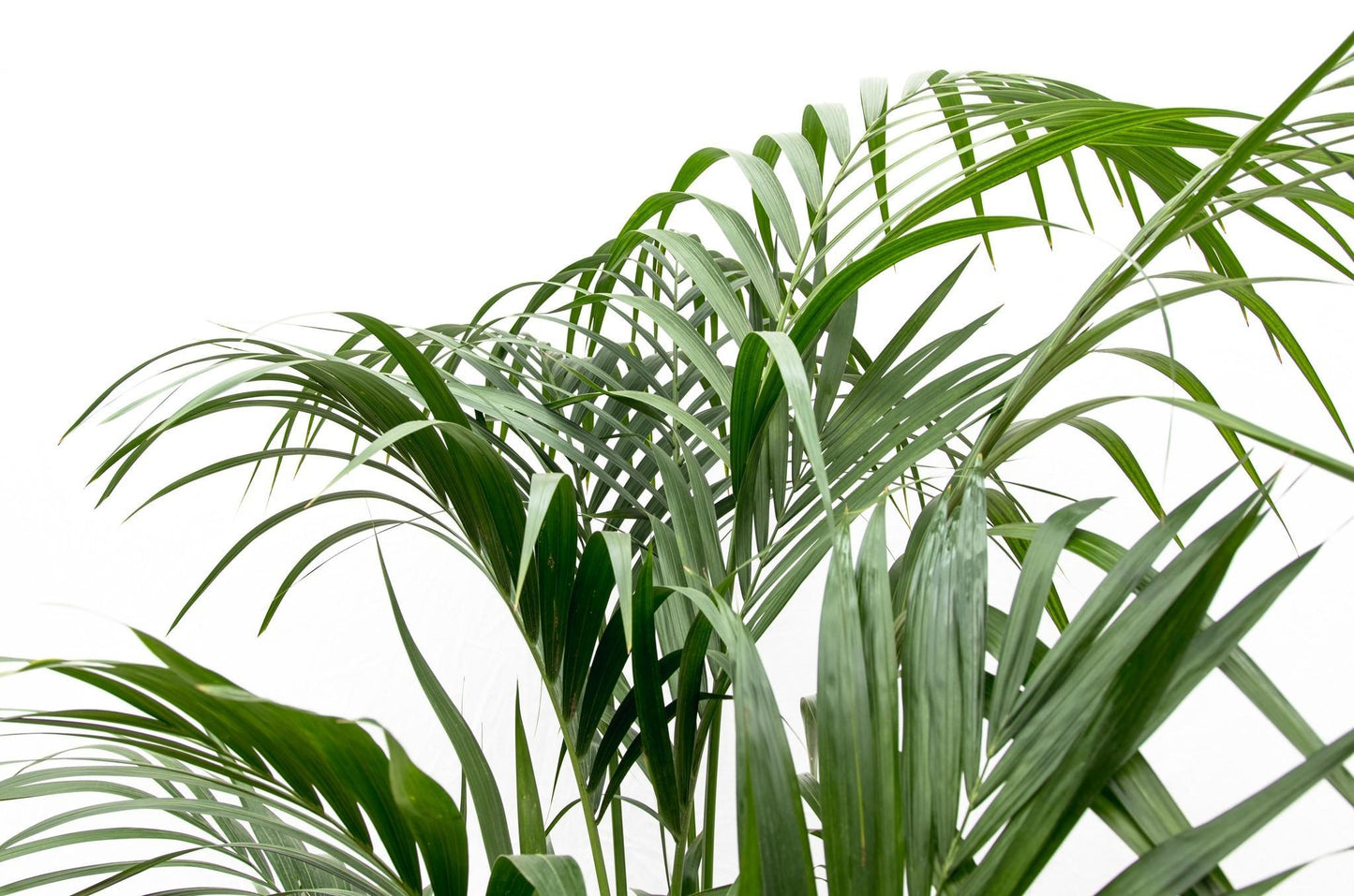 Palmera Kentia - Altura 180cm - Maceta 24cm