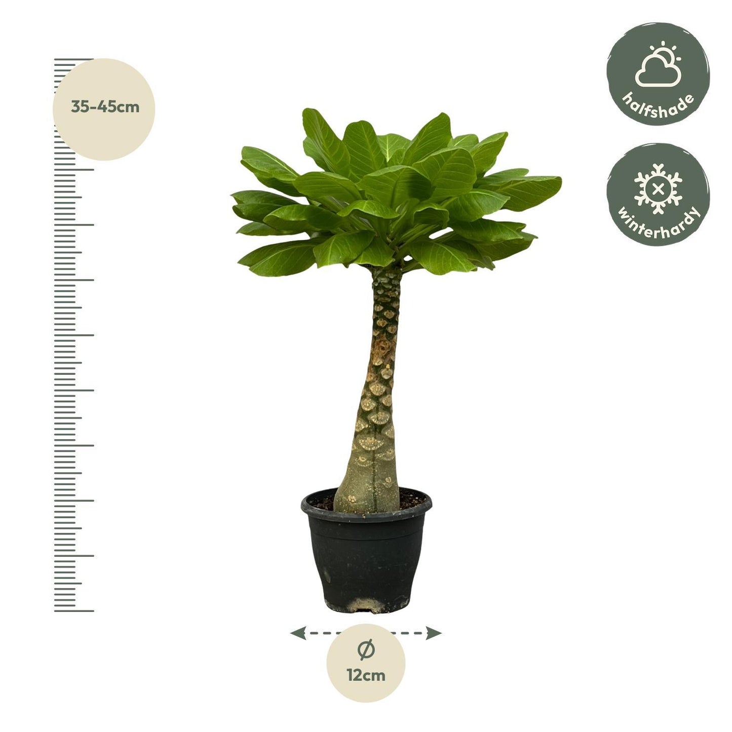 Birghamia Insignis - 30 cm - 12cm
