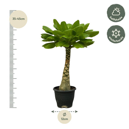 Birghamia Insignis - 30 cm - 12cm