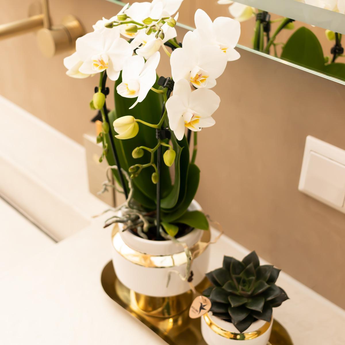 Le Chic White Ceramic Decorative Pot with Gold Details - Size 6cm