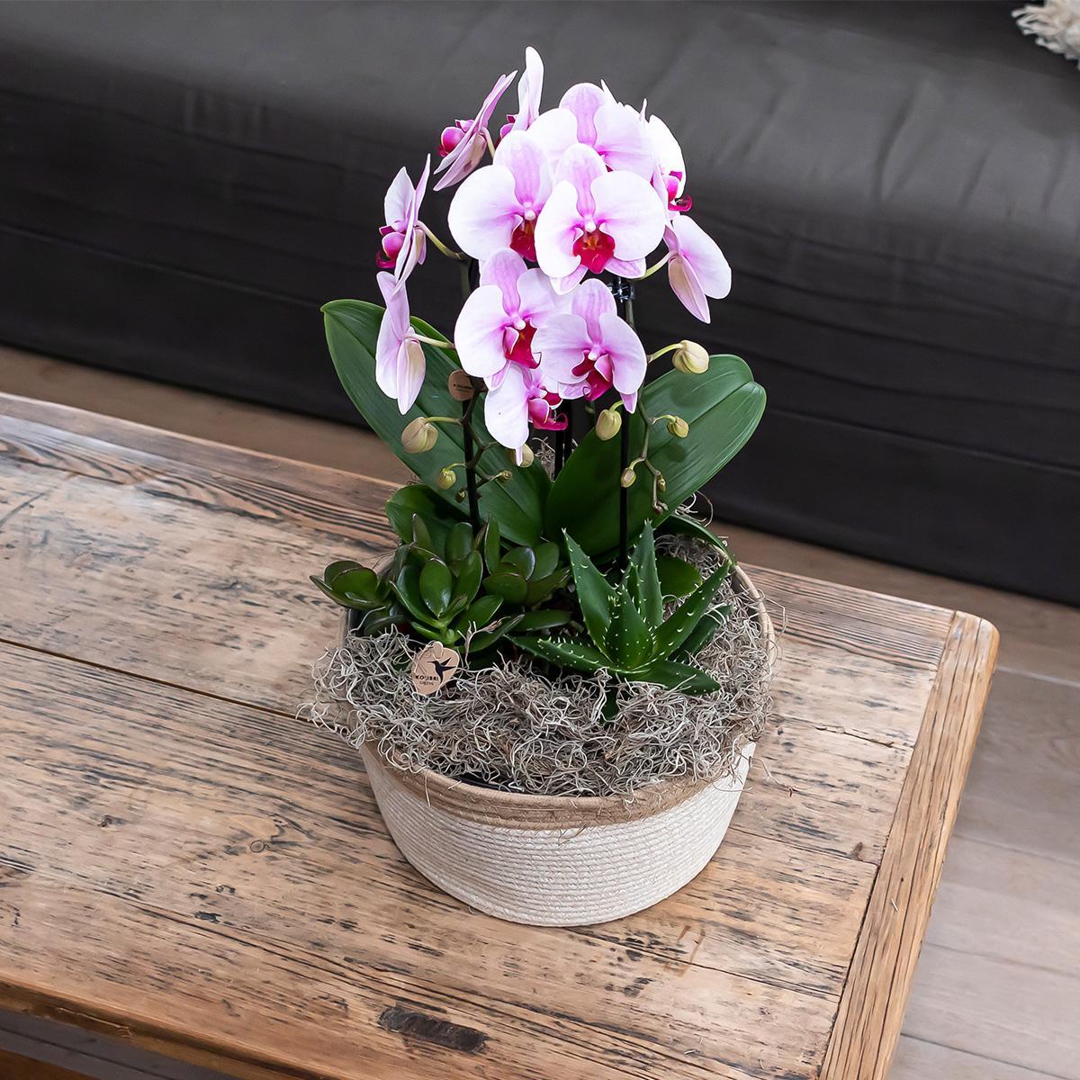 Pink Orchid - Pot Size 12cm