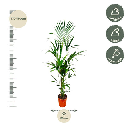 Palmera Kentia - Altura 180cm - Maceta 24cm