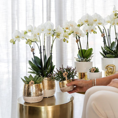 Elite Gold Pot - Size 6cm