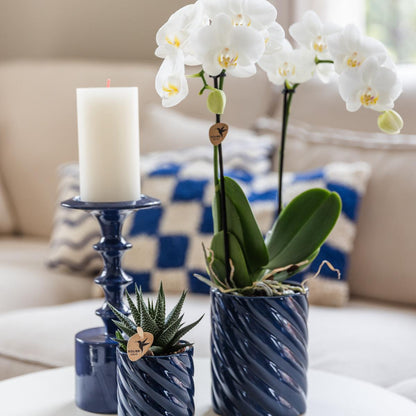Set of White Amabilis Orchid in Candy Blue Decorative Pots - Pot Size 9cm & 6cm