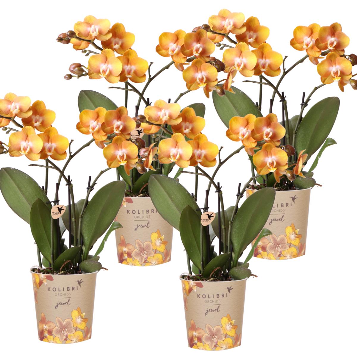 COMBI DEAL van 4 Orchideeën - Las Vegas - Potmaat 12cm