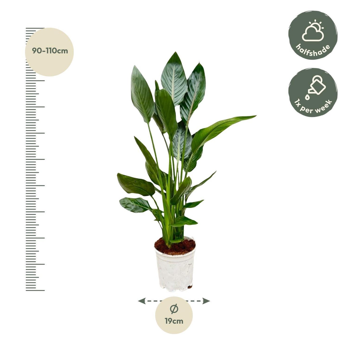 Strelitzia Reginae - Height 100 cm - Pot size 19 cm