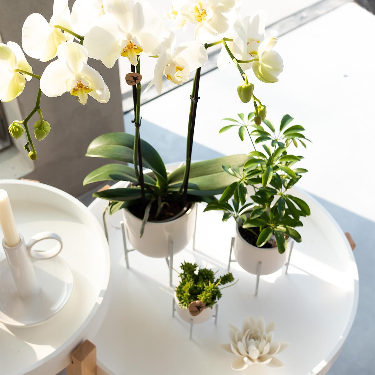 White Orchid - Dame Blanche - pot size 12cm