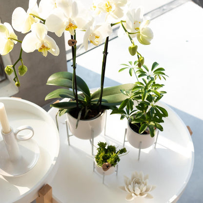 White Orchid - Dame Blanche - pot size 12cm