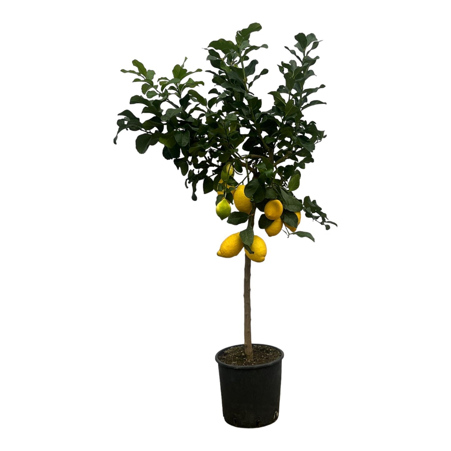 Limonero Citrus - 150 cm - 24cm
