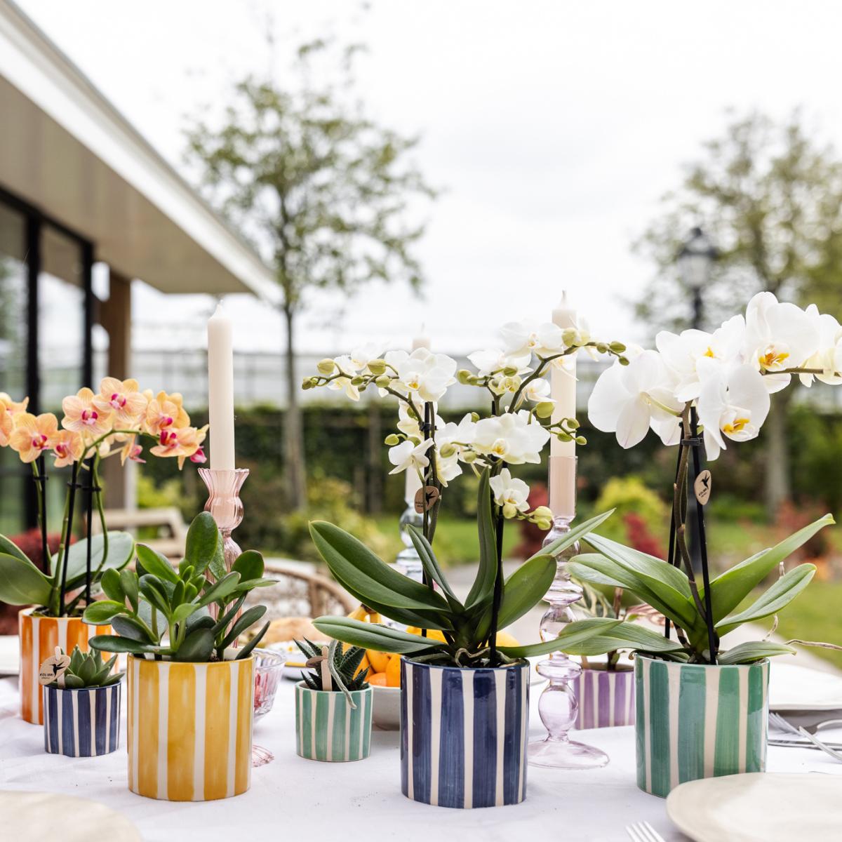 Witte Orchidee Lausanne + Geschilderde Streep Turquoise Pot - Potmaat 9cm