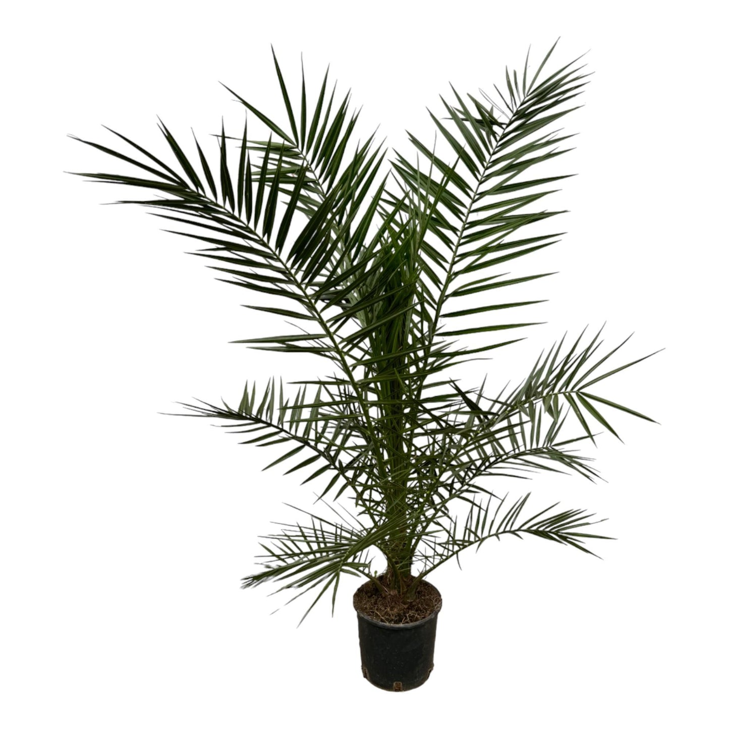 Phoenix Canariensis - 160 cm - 22cm