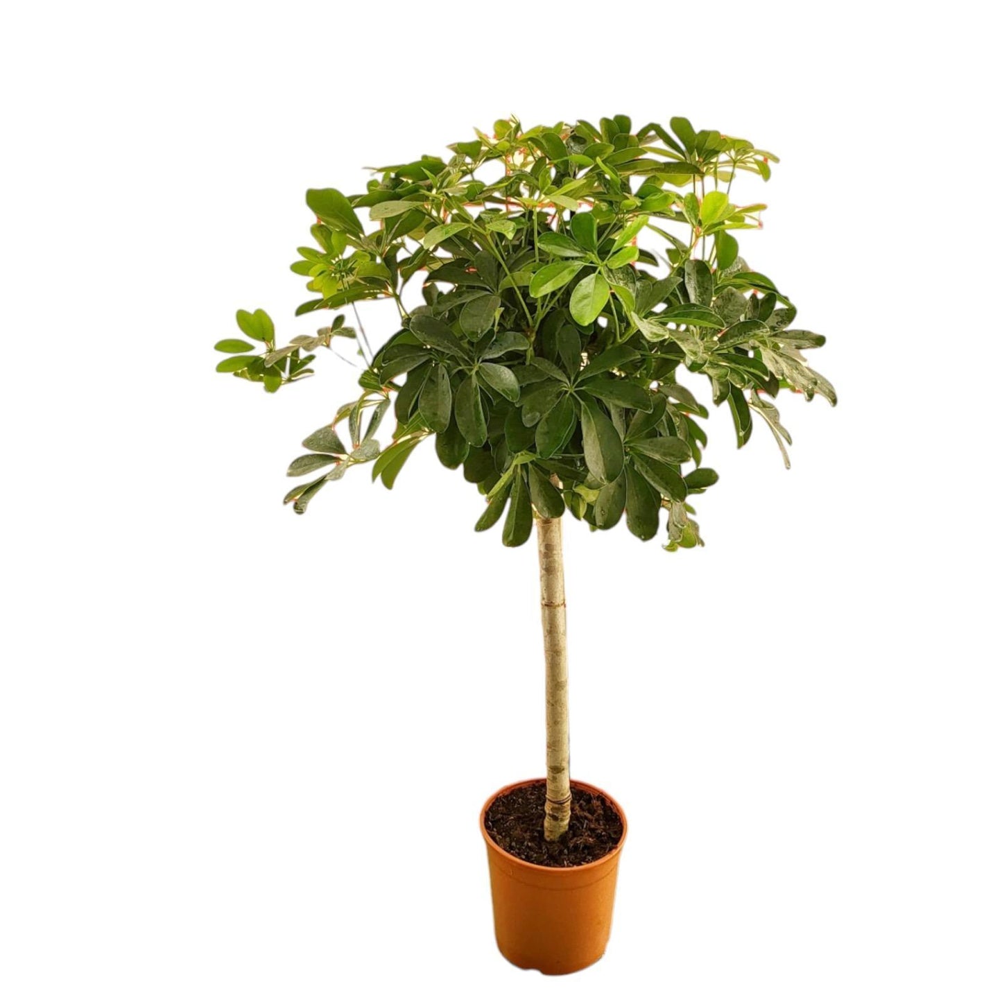 Schefflera - 130 cm - 23 cm