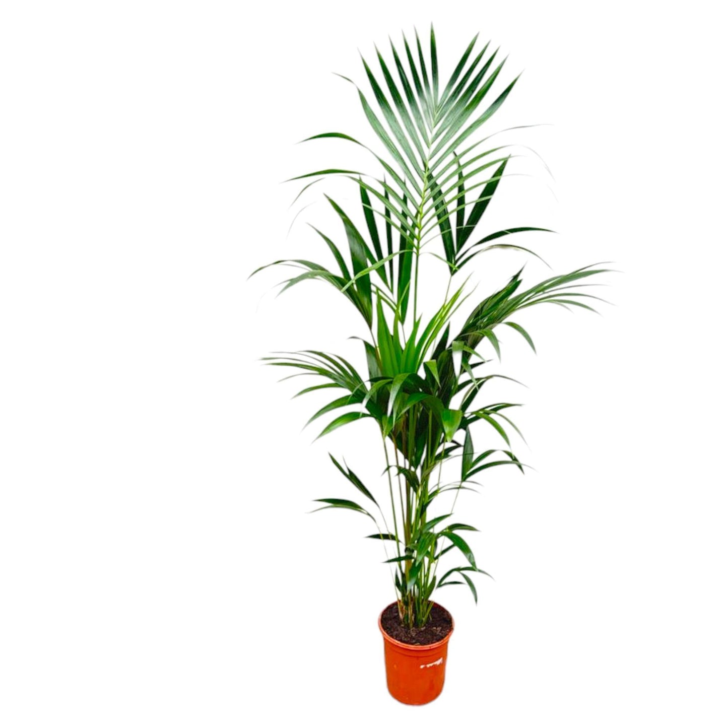 Palmera Kentia - Altura 180cm - Maceta 24cm