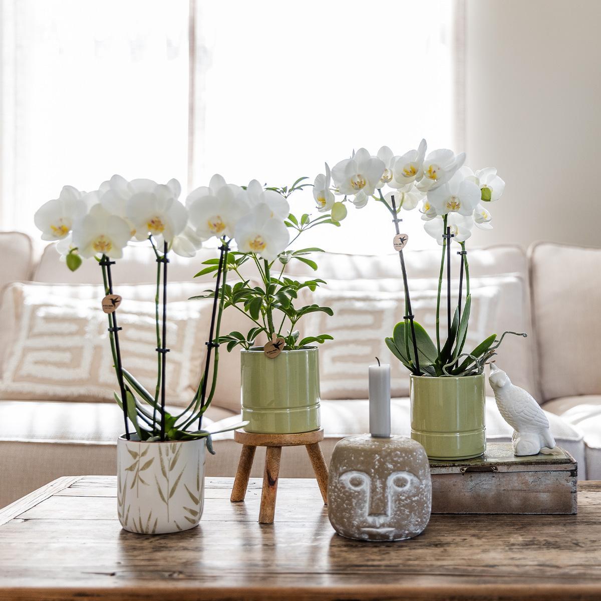Witte Orchidee - Amabilis + Pastel Pot Groen - Potmaat 9cm