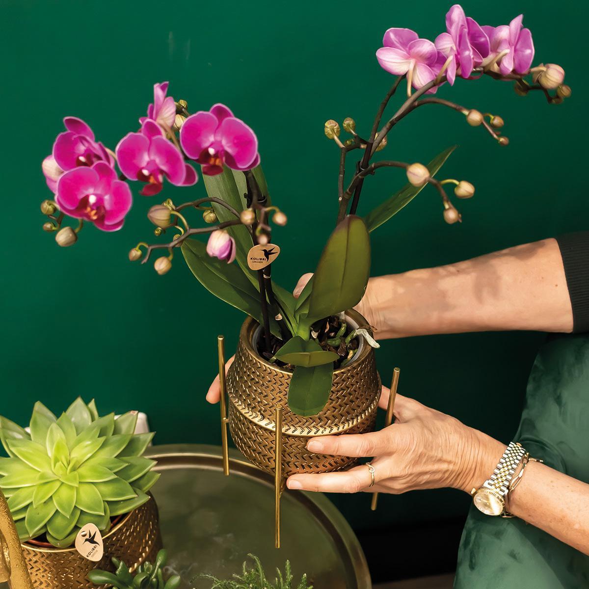 Purple Orchid - Morelia + Groove pot gold - pot size 9cm - 35cm height