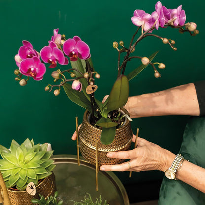 Purple Orchid - Morelia + Groove pot gold - pot size 9cm - 35cm height