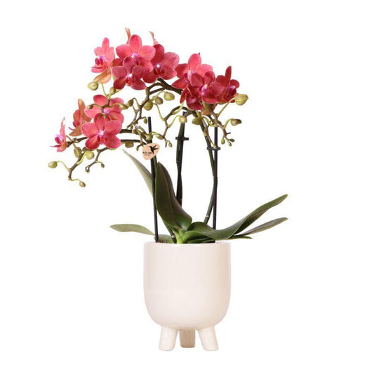 Red Orchid – Congo + Gummy Pot Travertine – Pot Size 9cm – Height 40cm