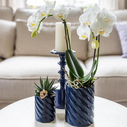 Set of White Amabilis Orchid in Candy Blue Decorative Pots - Pot Size 9cm & 6cm