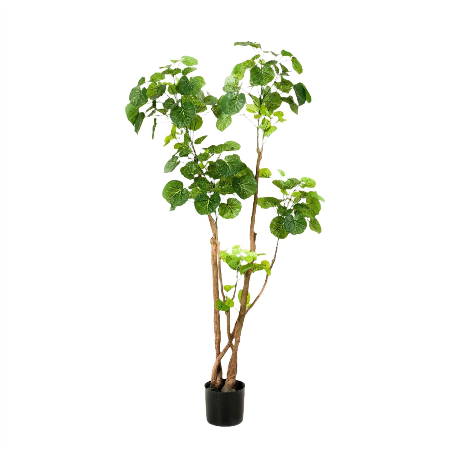 Kunstplant - Polyscias - Aralia - 140 cm