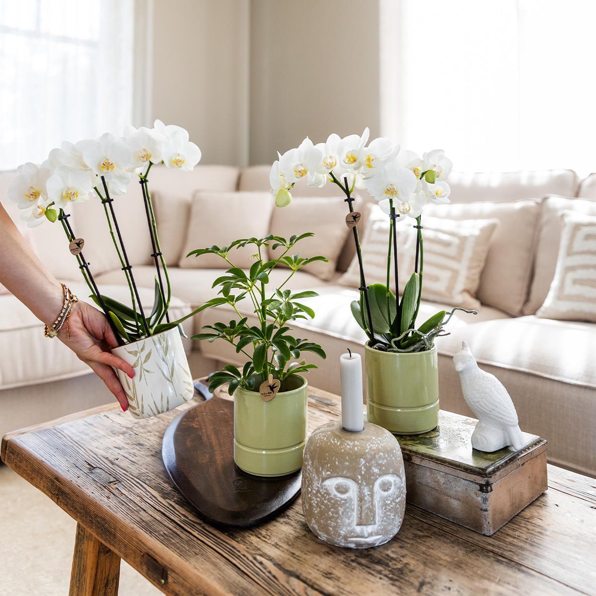 Witte Orchidee - Amabilis + Pastel Pot Groen - Potmaat 9cm