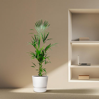 Palmera Kentia - Altura 180cm - Maceta 24cm