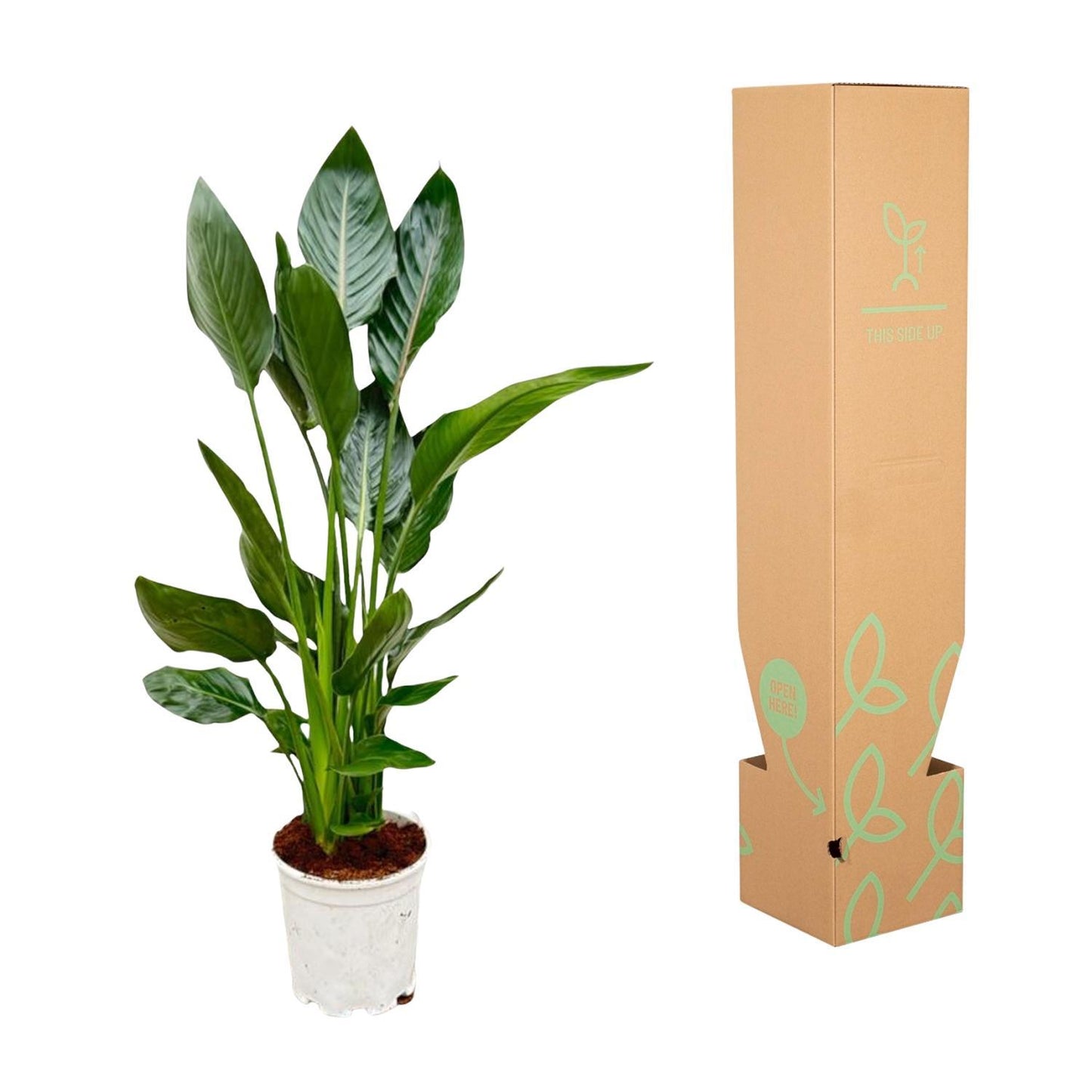 Strelitzia Reginae - Height 100 cm - Pot size 19 cm
