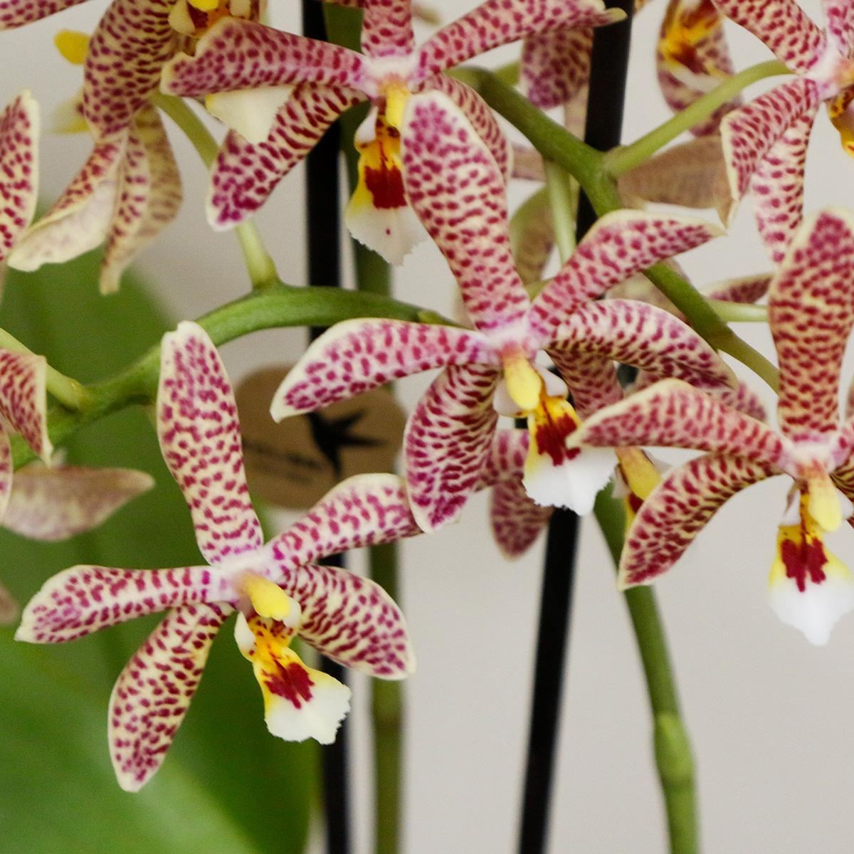 Orange Orchid Spider + Scandic White  Pot size 9cm