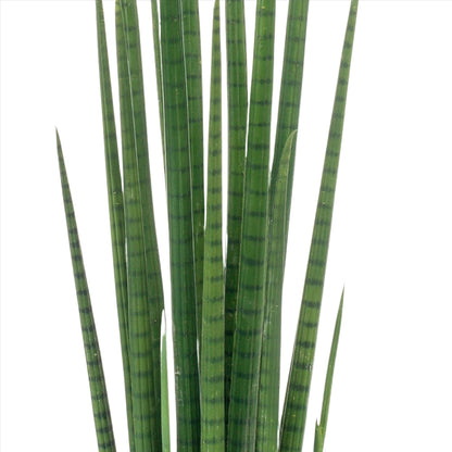 Kunstplant - Sanseveria Cylindrica - Vrouwentong - 70 cm