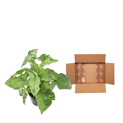 Syngonium Mottled - 25 cm - 12 cm
