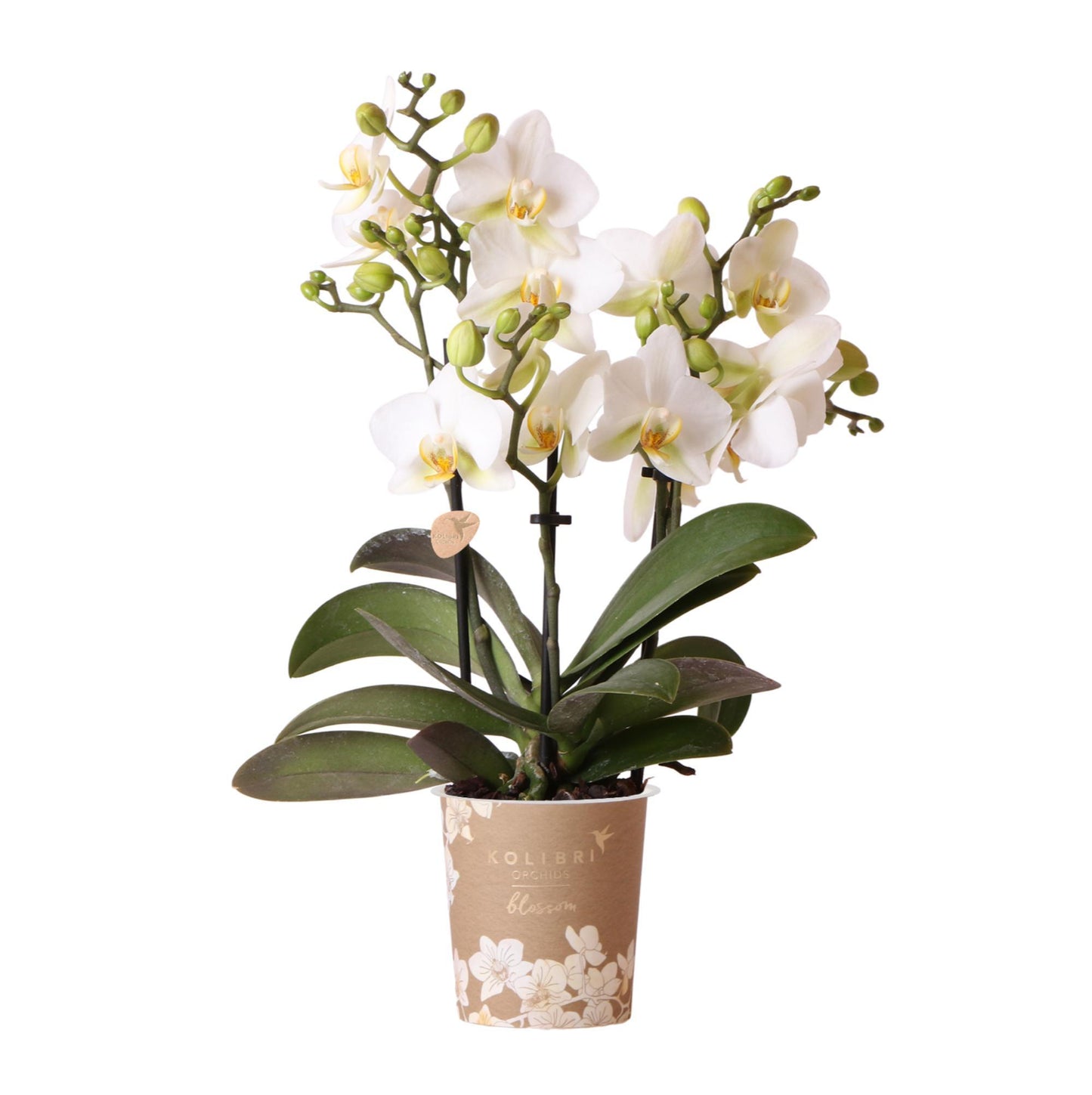White Orchid - Lausanne - pot size 9cm